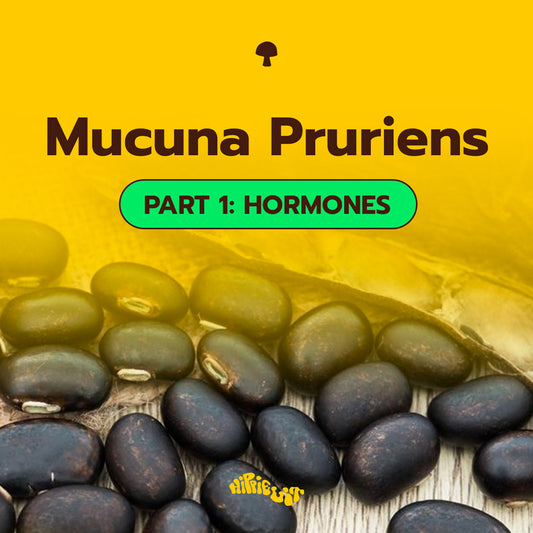 Mucuna Pruriens Part 1 - Hormones